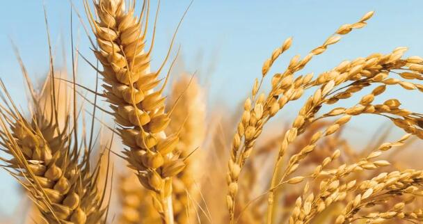 粮食安全｜坚守“粮”心，不负“食”光